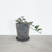 【小型観葉】ヘデラ アイビー・サーク S*Plants