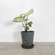 【小型観葉】シンゴニウム S*Plants