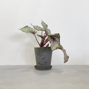 【小型観葉】レックスベゴニア・ベネチアンレッド S*Plants