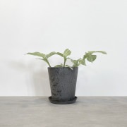 【小型観葉】トラデスカンティア・アルビフロラ S*Plants