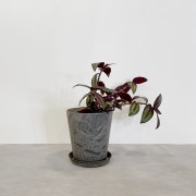 【小型観葉】トラディスカンティア・ゼブリナ S*Plants