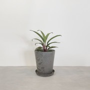 【小型観葉】コルジリネ S*Plants