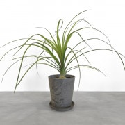 【小型観葉】トックリラン・ノリナ S*Plants