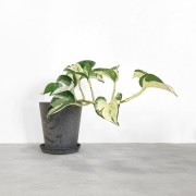 【小型観葉】ポトス・ステータス S*Plants