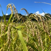 農薬化学肥料不使用栽培 天日干しコシヒカリ 玄米5kg【AWA RETREAT】