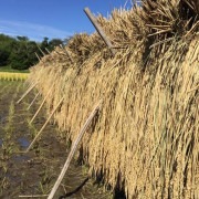農薬化学肥料不使用栽培 天日干しコシヒカリ 精米9kg【AWA RETREAT】