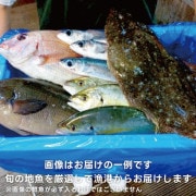【東安房漁協】漁協直送 旬の地魚詰合せ(大人数または高級魚）