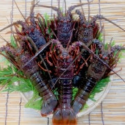 【東安房漁協】房州産天然活伊勢海老 約1kg(（4～6尾）