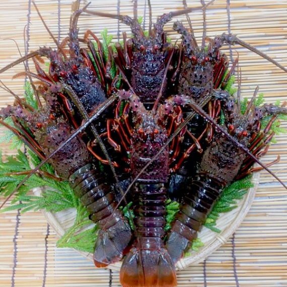 【東安房漁協】房州産天然活伊勢海老 約1kg(（4～6尾）