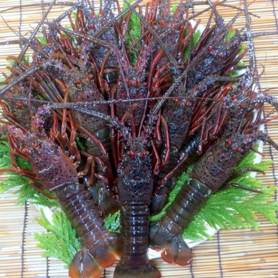 【東安房漁協】房州産天然活伊勢海老 約2kg(（7～13尾）