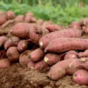 【千倉平豊】サイズが選べるさつまいも5kg（紅はるか：正規品）