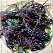 【東安房漁協】房州産 活大伊勢海老3～6尾 計約2kg