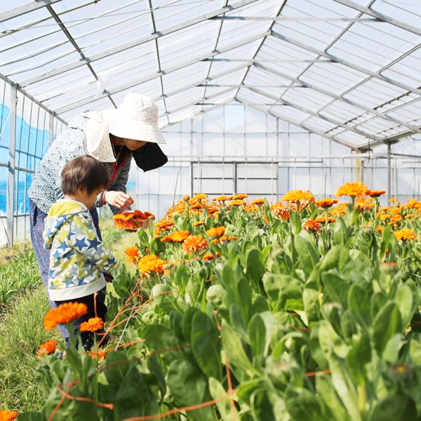 【ベレケの村】CALENスキンケアバーム手作りキット