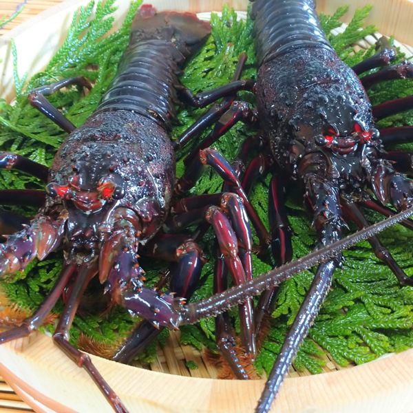 【東安房漁協】房州産 活大伊勢海老2~3尾 計約1kg