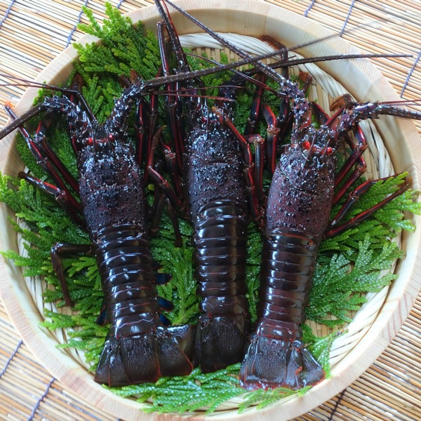 【東安房漁協】房州産 活大伊勢海老2~3尾 計約1kg