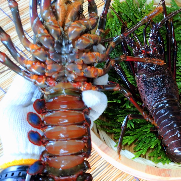 【東安房漁協】房州産 活大伊勢海老2~3尾 計約1kg