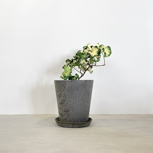 【小型観葉】ヘデラ(アイビー)・ムーンライト S*Plants