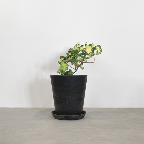 【小型観葉】ヘデラ(アイビー)・ムーンライト S*Plants