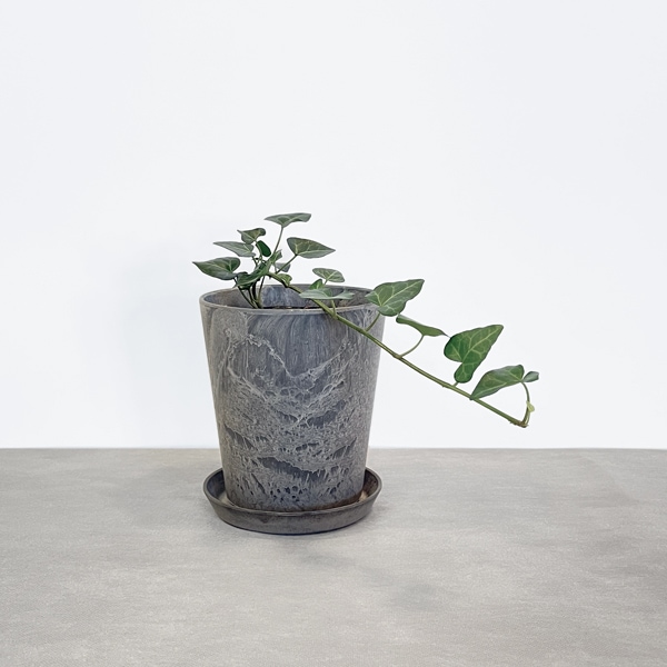 【小型観葉】ヘデラ アイビー・サーク S*Plants