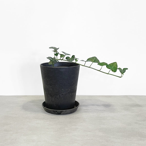 【小型観葉】ヘデラ アイビー・サーク S*Plants