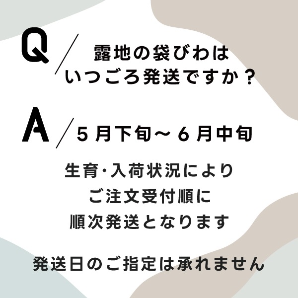 【限定】生稲農園の袋びわ（露地）2kg