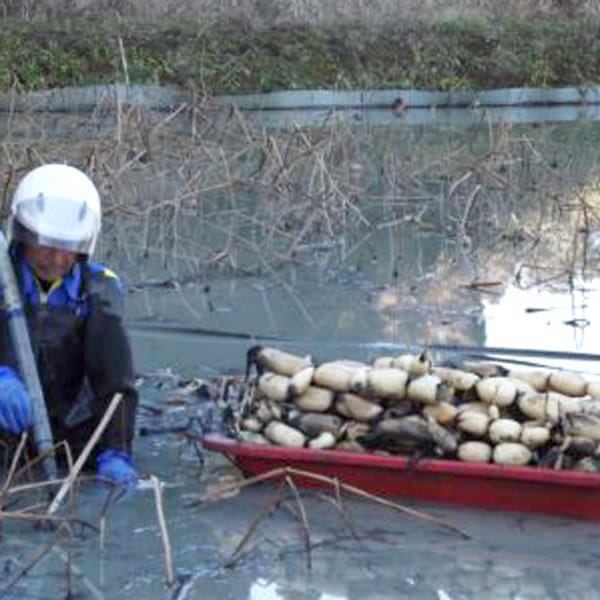 【高橋れんこん】サラダれんこんAセット
