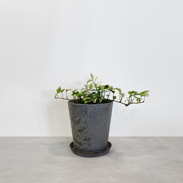 【小型観葉】ヘデラ アイビー・ホワイトダック S*Plants