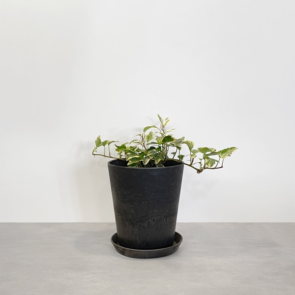 【小型観葉】ヘデラ アイビー・ホワイトダック S*Plants