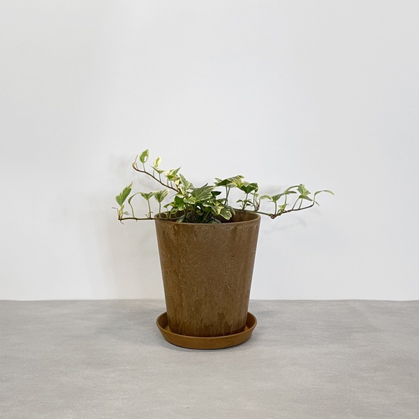 【小型観葉】ヘデラ アイビー・ホワイトダック S*Plants