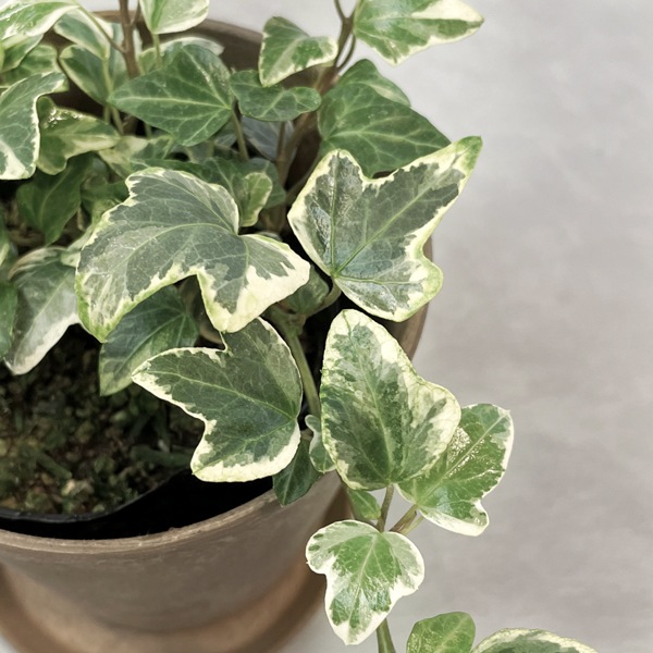【小型観葉】ヘデラ アイビー・ホワイトダック S*Plants