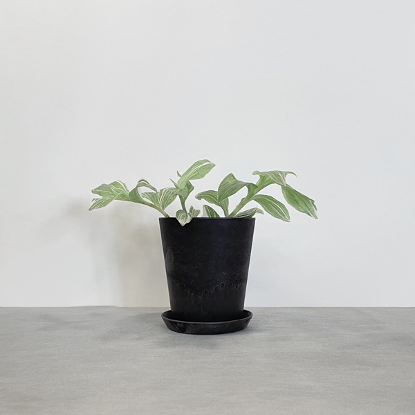 【小型観葉】トラデスカンティア・アルビフロラ S*Plants