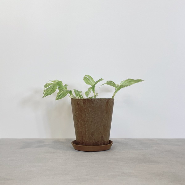 【小型観葉】トラデスカンティア・アルビフロラ S*Plants