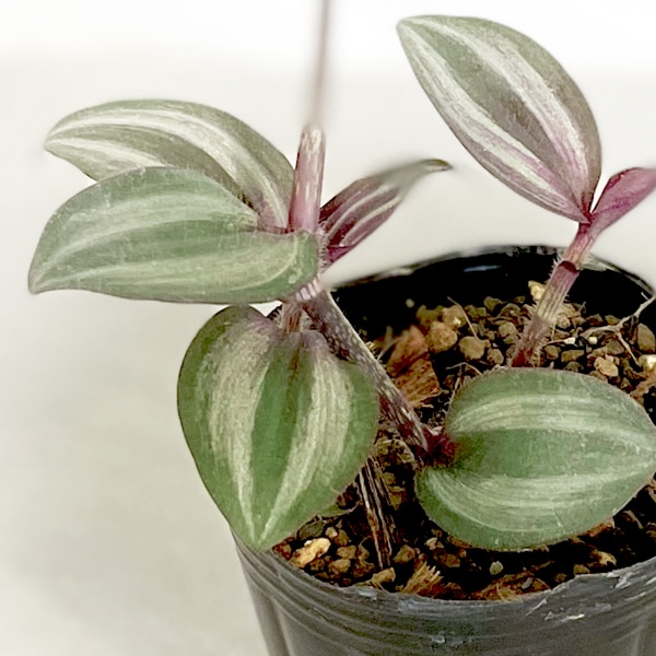 【小型観葉】トラディスカンティア・ゼブリナ S*Plants