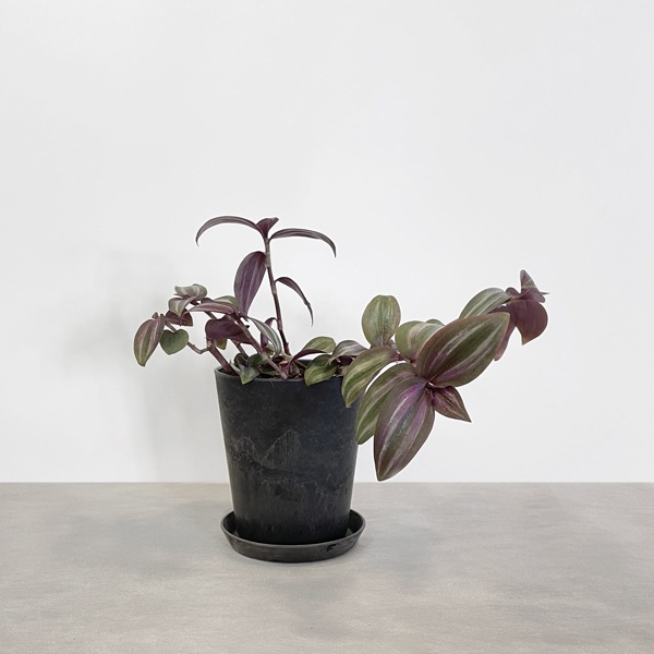 【小型観葉】トラディスカンティア・ゼブリナ S*Plants