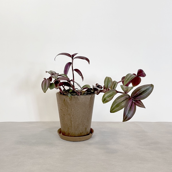 【小型観葉】トラディスカンティア・ゼブリナ S*Plants