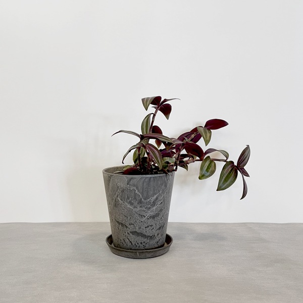 【小型観葉】トラディスカンティア・ゼブリナ S*Plants