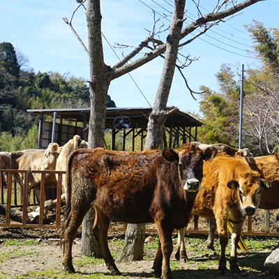 【近藤牧場】近藤牧場のクレマカタラーナ330gｘ2個セット