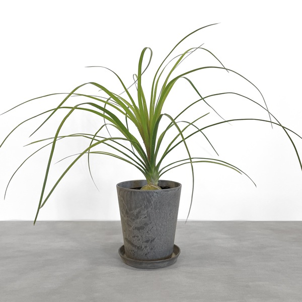 【小型観葉】トックリラン・ノリナ S*Plants