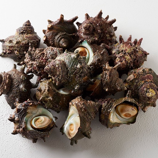 【与助丸】房州産 天然活サザエ2kg(10~15個)