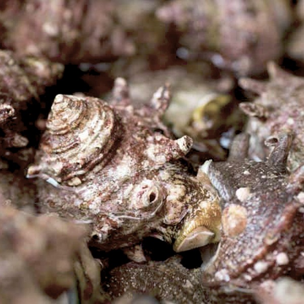 【与助丸】房州産 天然活サザエ2kg(10~15個)