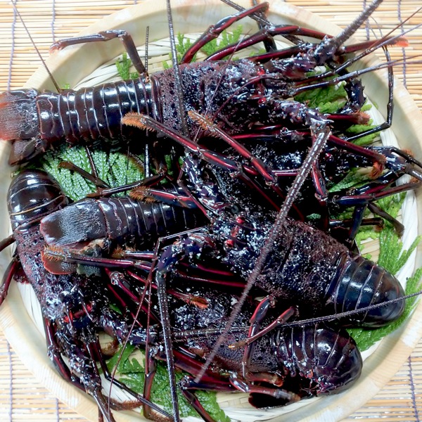 【東安房漁協】房州産 活大伊勢海老3～6尾 計約2kg