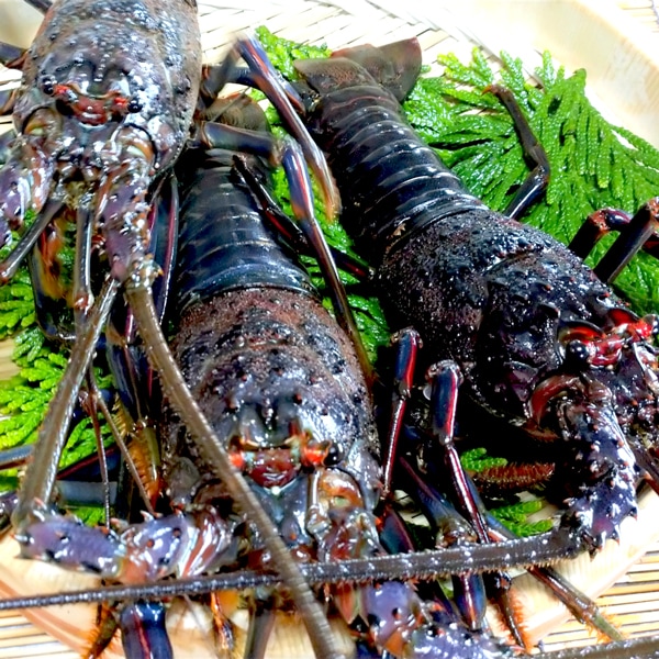 【東安房漁協】房州産 活大伊勢海老3～6尾 計約2kg