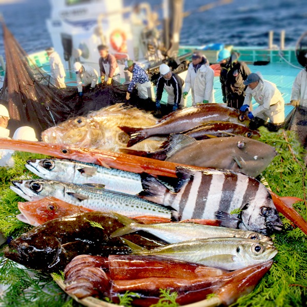 【東安房漁協】漁協直送 旬の地魚詰合せ(数人前または高級魚)