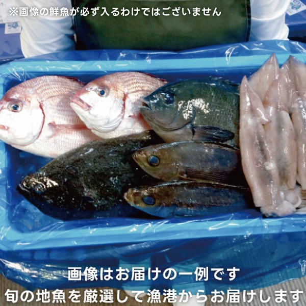 【東安房漁協】漁協直送 旬の地魚詰合せ(数人前または高級魚)