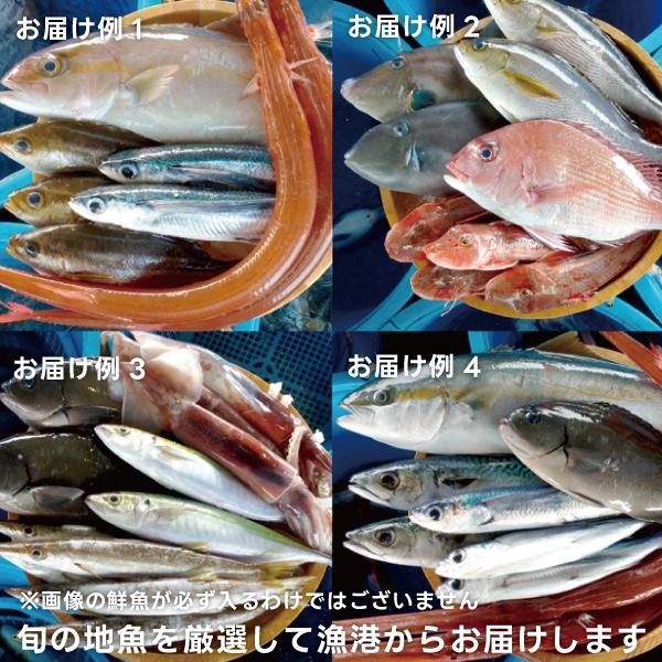 【東安房漁協】漁協直送 旬の地魚詰合せ(数人前または高級魚)