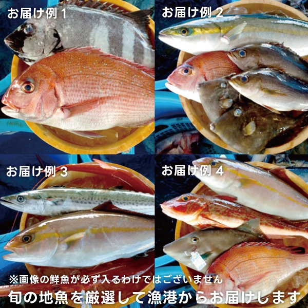【東安房漁協】漁協直送 旬の地魚詰合せ(数人前または高級魚)