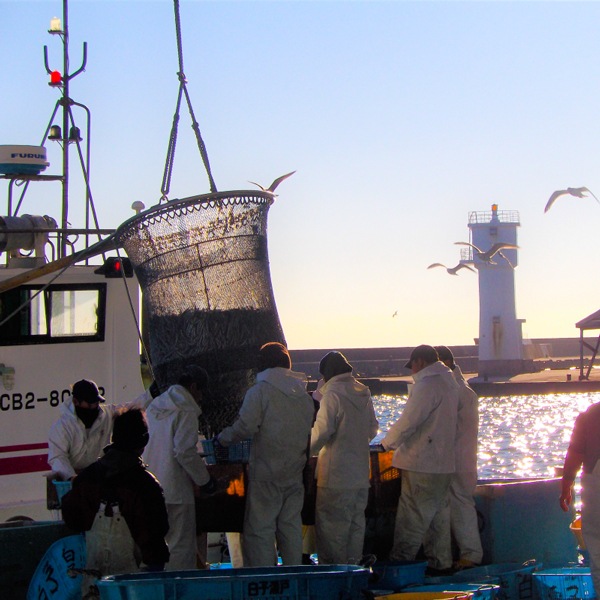 【東安房漁協】漁協直送 旬の地魚詰合せ(数人前または高級魚)