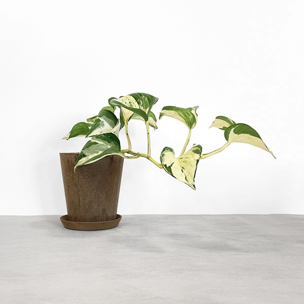 モンステラ・ポトス choco 小型観葉】ポトス・ステータス S*Plants | 南房総いいもの市場