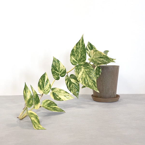 【小型観葉】ポトス・シエスタ S*Plants