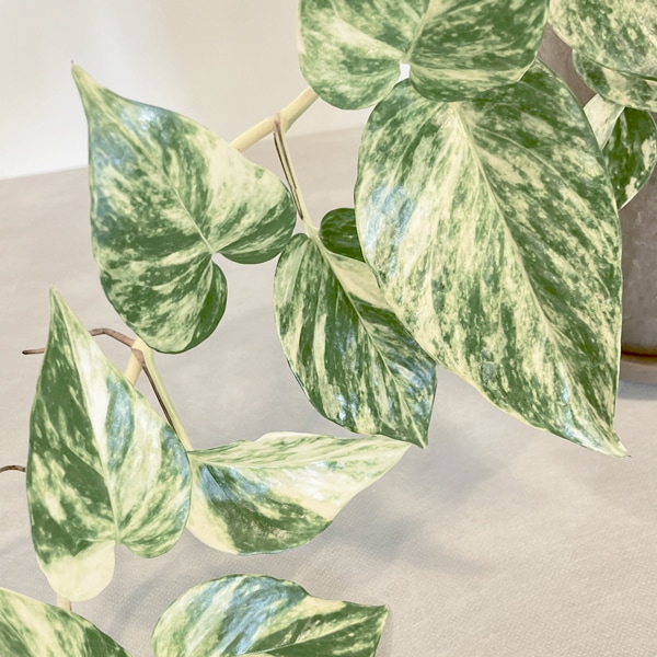 【小型観葉】ポトス・シエスタ S*Plants